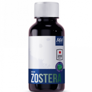 Zostera Japonica