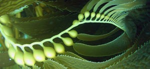 Iodium Kelp